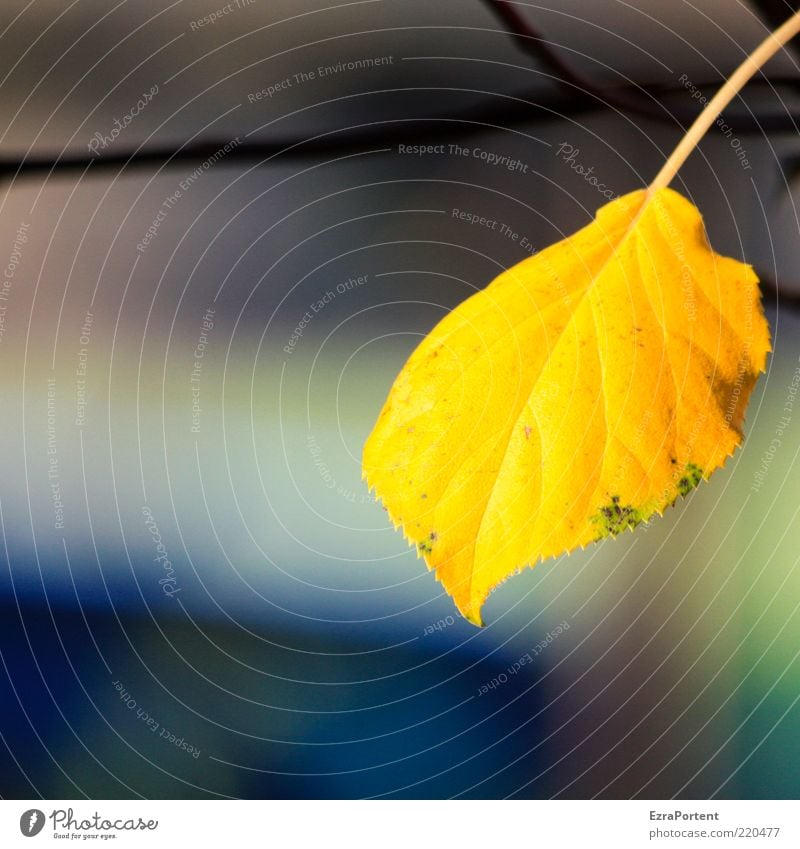 alone in the sun Umwelt Natur Pflanze Sonnenlicht Herbst Blatt leuchten authentisch natürlich schön gelb gold friedlich ruhig 1 einzeln goldgelb Herbstfärbung