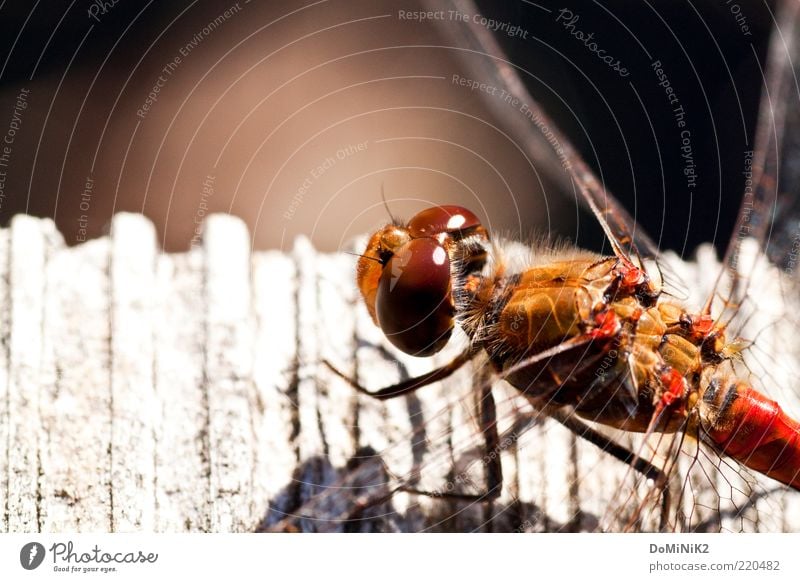 Libelle beim Sonnen Umwelt Natur Tier Sommer Wildtier Tiergesicht Flügel 1 Holz ästhetisch authentisch niedlich Libellenflügel Insekt Facettenauge Farbfoto