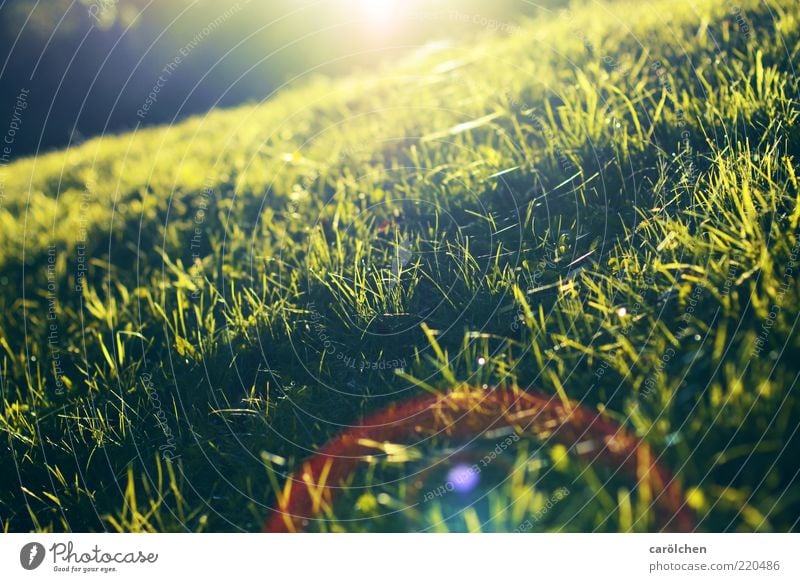 ein Licht zum niederknien Natur Sonnenaufgang Sonnenuntergang Sonnenlicht Schönes Wetter Gras Wiese gelb grün Blendenfleck tiefstehend Berghang diagonal