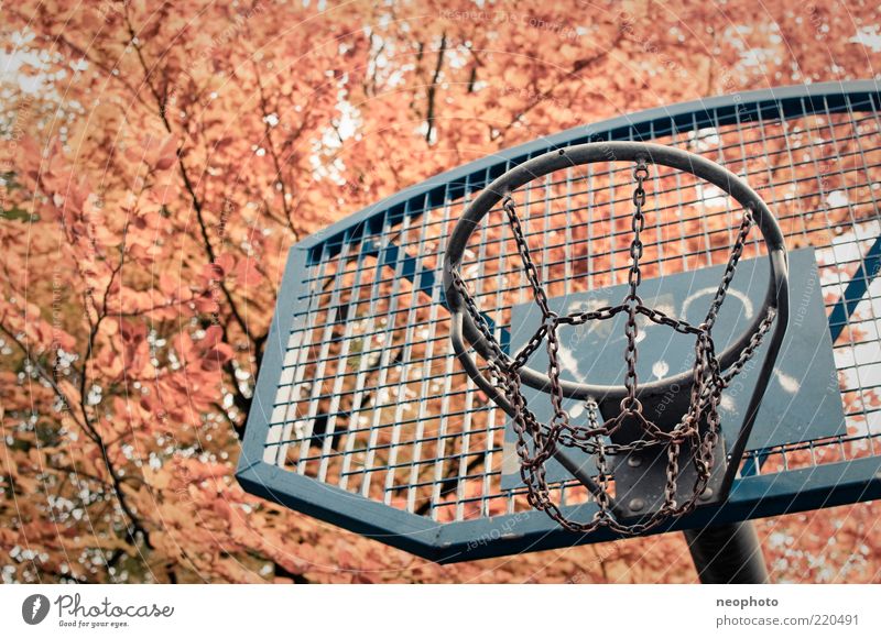 Hinterhoftraum Basketball Basketballkorb Sportstätten Herbst Baum Blätterdach Herbstlaub blau gelb rot Farbfoto Detailaufnahme Menschenleer Textfreiraum links