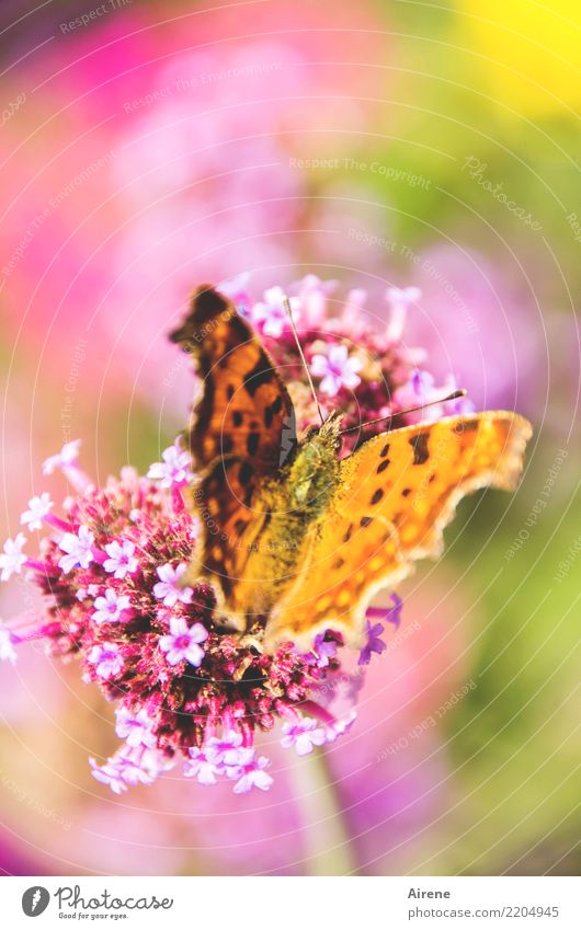 Genießer Blüte Bienenweide Zierpflanze Schmetterling C-Falter fliegen genießen sitzen ästhetisch schön natürlich Garten Fressen gelb orange rosa Romantik