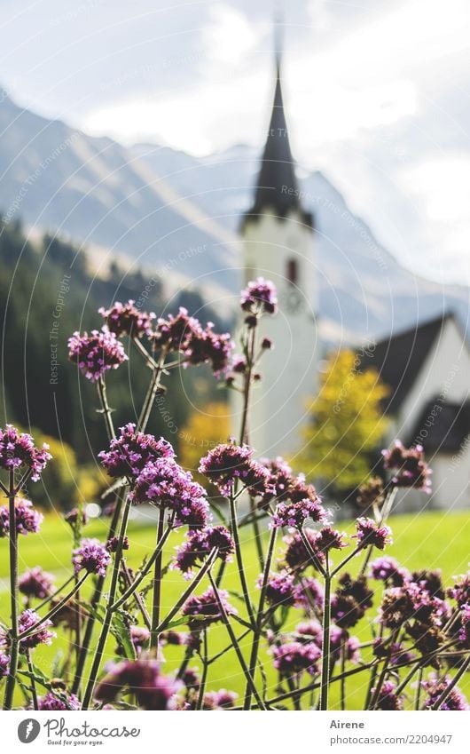 Kirche Vision Berge u. Gebirge Kirchturmspitze Schönes Wetter Blume Dorf Dorfkirche Duft Punkt rosa weiß Zufriedenheit Romantik Glaube Religion & Glaube Idylle