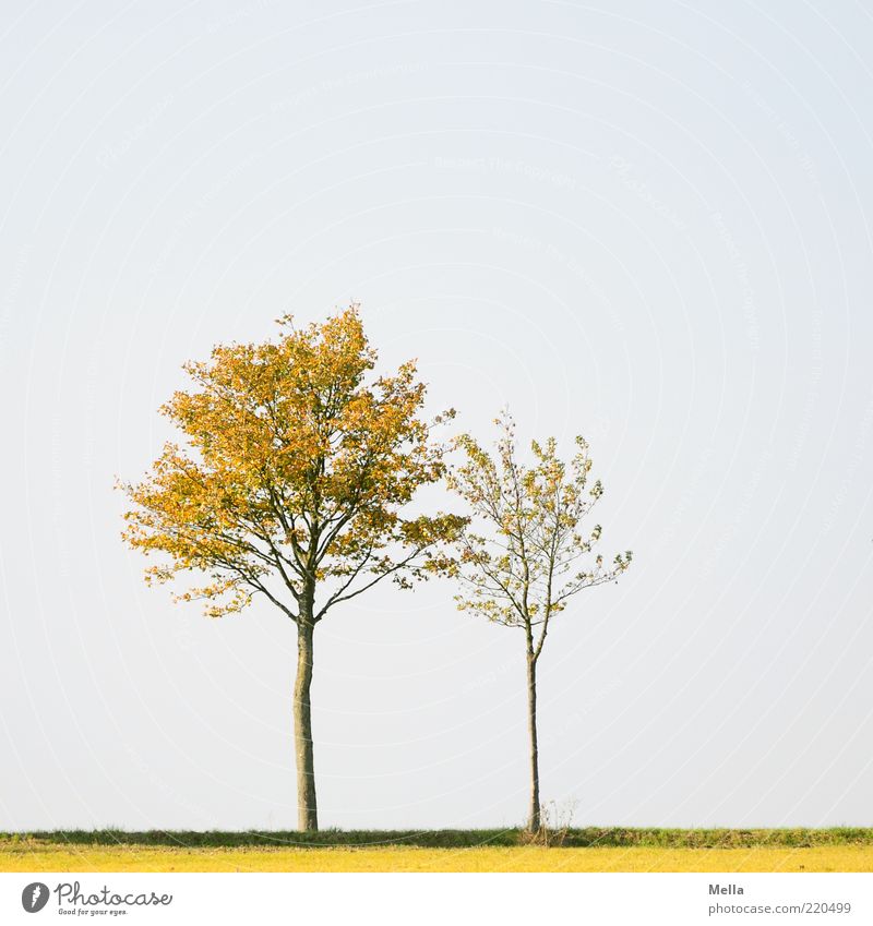 Stand by me Umwelt Natur Landschaft Pflanze Himmel Baum stehen Zusammensein natürlich Stimmung Schutz Geborgenheit Zusammenhalt 2 paarweise nebeneinander