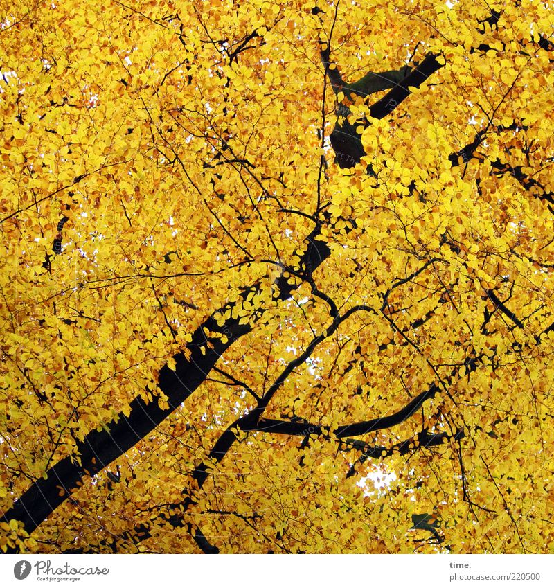 Eichhörnchenparadies schön Umwelt Natur Herbst Baum Blatt Wald leuchten außergewöhnlich gelb gold Irritation Ast durcheinander Dynamik diagonal aufwärts