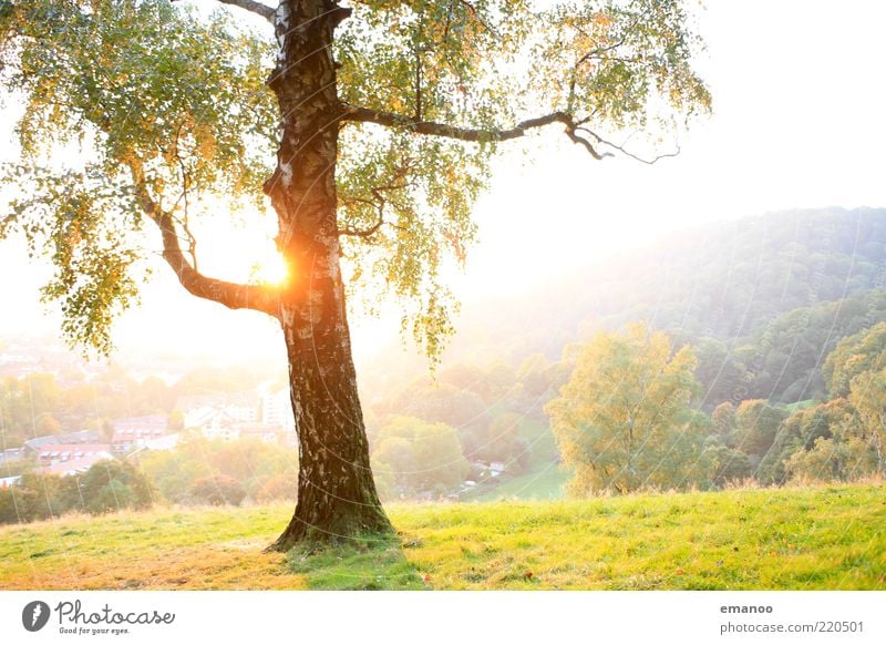 Sonnenbirke Ferien & Urlaub & Reisen Sommer Berge u. Gebirge Umwelt Natur Landschaft Pflanze Wärme Baum Gras hell schön grün weiß Frühlingsgefühle Leichtigkeit