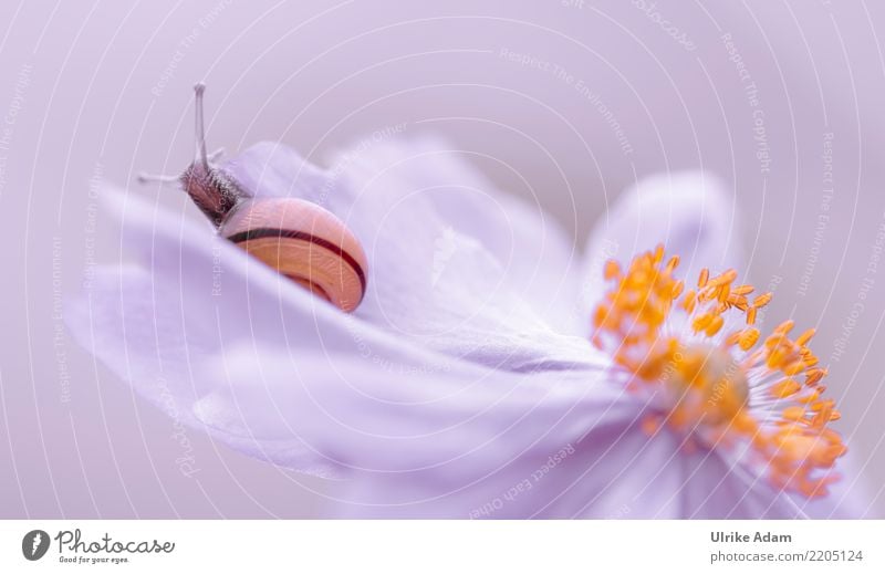 Schnecke auf Anemonen Blüte Natur Pflanze Tier Sommer Herbst Blume Blütenstempel Garten Park Wiese Feld Weichtier Schneckenhaus Fühler 1 krabbeln liegen