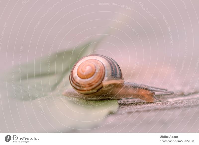 Schnecke Natur Tier Frühling Sommer Herbst Blatt Weichtier Fühler Schneckenhaus 1 braun Tierliebe langsam schleichen krabbeln Holz Strukturen & Formen weich