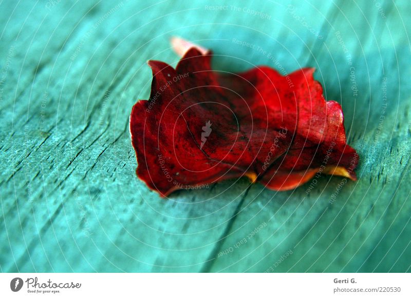 holzi.G Herbst Blatt Holz liegen rot herbstlich Herbstlaub Vergänglichkeit türkis rotbraun Maserung Herbstfärbung Blattadern Textfreiraum links