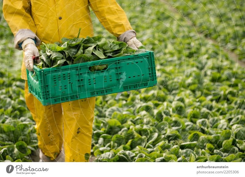 Ernte von Spinat am Gemüsefeld Lebensmittel Spinatblatt Gemüsebeet Gemüsebau Ernährung Vegetarische Ernährung Gesunde Ernährung Berufsausbildung Landwirt