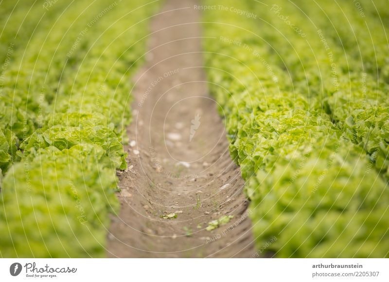 Gemüsefeld mit frischem Blattsalat bereit zur Ernte Lebensmittel Salat Salatbeilage Ernährung Bioprodukte Vegetarische Ernährung Gesunde Ernährung