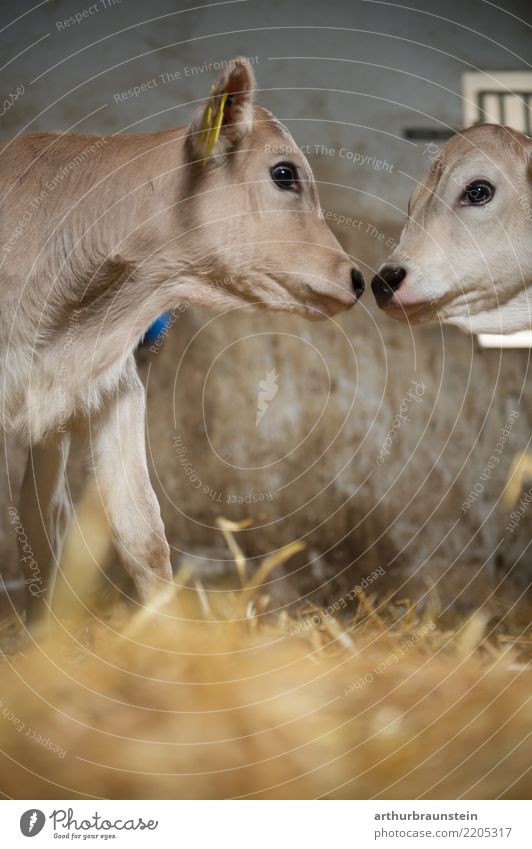 Junge Kälber küssen sich im Stall Lebensmittel Fleisch Rindfleisch Rinderhaltung Ernährung Landwirt Veterinär Wirtschaft Landwirtschaft Forstwirtschaft Umwelt