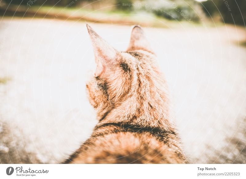 the cat Katze 1 Tier Zufriedenheit Gelassenheit geduldig ruhig Ferne Farbfoto Außenaufnahme Hintergrund neutral Tag Kontrast Unschärfe Zentralperspektive