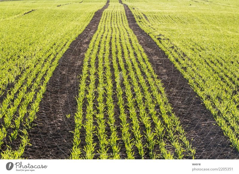 Ein Feld mit jungem Getreideaustrieb als Wintersaat Lebensmittel Landwirtschaft Forstwirtschaft Natur Landschaft Pflanze Umweltschutz Ackerbau Aussaat Austrieb