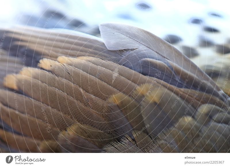 abgefedert Wildtier Totes Tier Vogel Flügel Drossel Feder gruselig schön einzigartig kaputt nah braun Gefühle Mitgefühl Schmerz Fernweh Flugangst Zukunftsangst