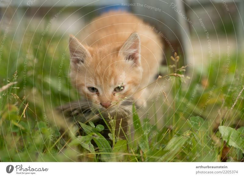 Katzenjunges in der Wiese Garten Umwelt Natur Schönes Wetter Gras Tier Haustier Tiergesicht Fell Tierjunges Tierliebe Tierschutz Katzenkopf Katzenbaby Katzenohr