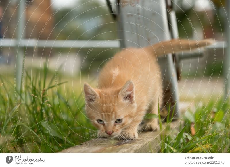 Junges rotes Kätzchen am Bauernhof Gesundheit Tourismus Veterinär Umwelt Natur Sommer Pflanze Gras Grünpflanze Garten Tier Haustier Katze Tiergesicht Tierliebe