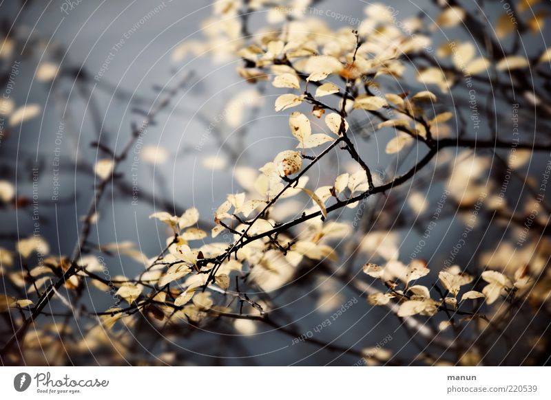 November Natur Herbst Pflanze Sträucher Blatt Herbstlaub herbstlich Herbstfärbung authentisch natürlich Originalität schön Vergänglichkeit Wandel & Veränderung