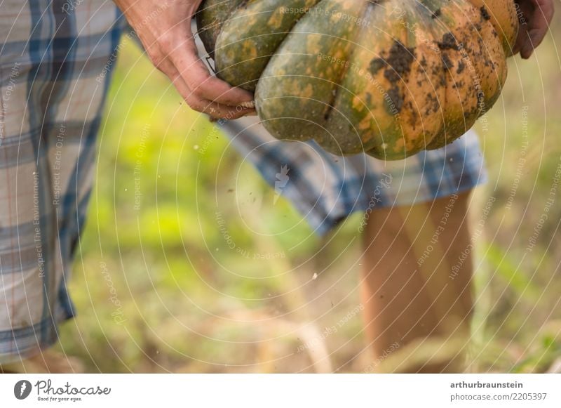 Frisch von Hand geernteter Kürbis Lebensmittel Gemüse Kürbisgewächse Kürbisfeld Ernährung Bioprodukte Vegetarische Ernährung Gesunde Ernährung Freizeit & Hobby