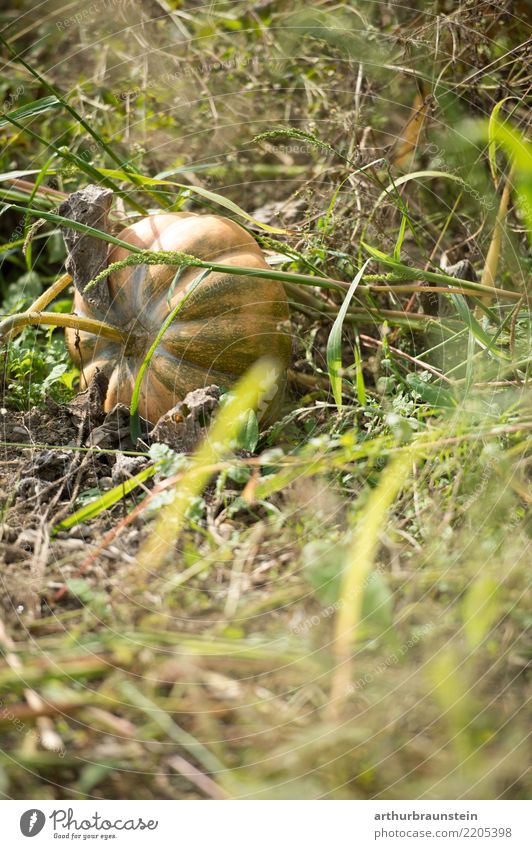 Erntefrischer Kürbis am Feld Lebensmittel Gemüse Kürbisgewächse Kürbisfeld Ernährung Bioprodukte Vegetarische Ernährung Gesunde Ernährung Freizeit & Hobby