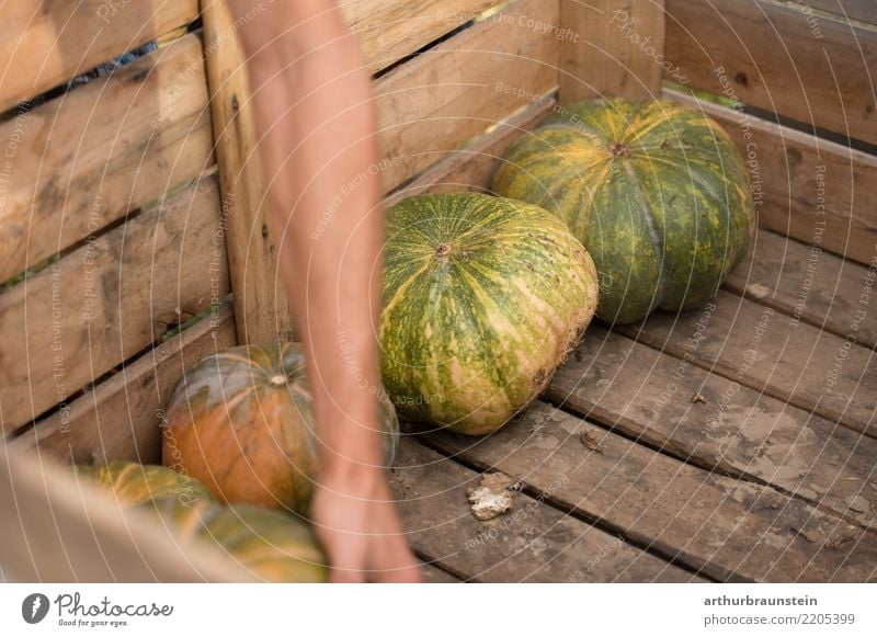 Kürbis bei der Kürbisernte in Holzkiste Lebensmittel Gemüse Kürbisgewächse Kürbisfeld Ernährung Bioprodukte Vegetarische Ernährung Halloween Landwirt Feldarbeit