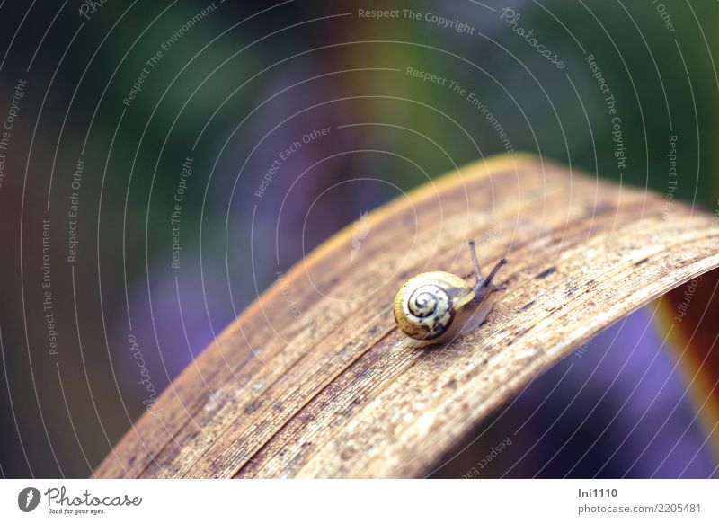 Schnecke Natur Pflanze Tier Herbst Blatt Garten Park Wildtier 1 blau braun mehrfarbig gelb grün violett Schneckenhaus Fühler klein Herbstlaub Überleben krabbeln