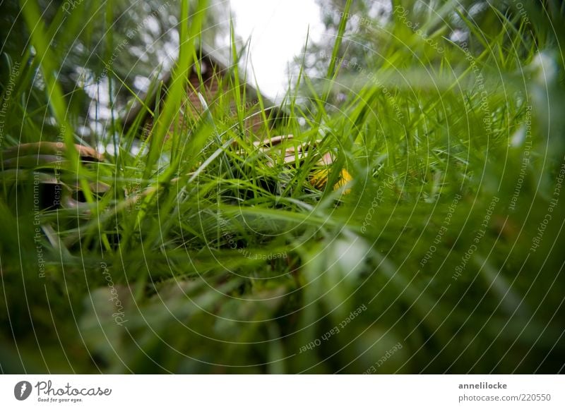 Wohnen im Grünen harmonisch Erholung Garten Umwelt Natur Landschaft Pflanze Sommer Baum Gras Wiese Menschenleer Hütte grün Versteck geheimnisvoll Farbfoto