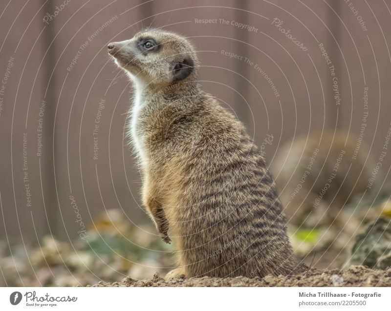 Erdmännchen Porträt Umwelt Natur Tier Sand Sonne Schönes Wetter Pflanze Wildtier Tiergesicht Fell Krallen Pfote Auge Ohr Nase 1 beobachten hören Blick sitzen