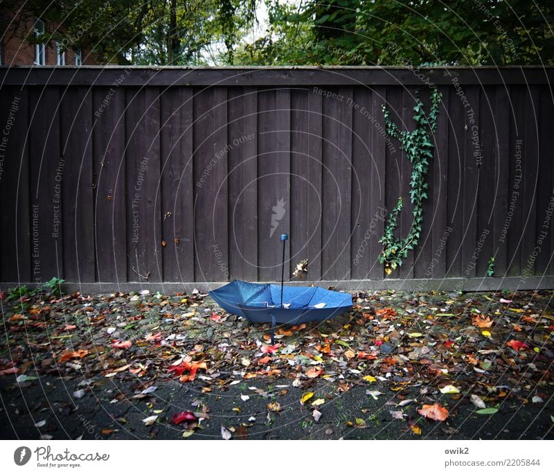 Vom Winde verweht Herbst Sturm Baum Blatt Herbstlaub Haus Regenschirm Holzzaun unten blau braun mehrfarbig grün orange rot Gelassenheit verlieren verloren