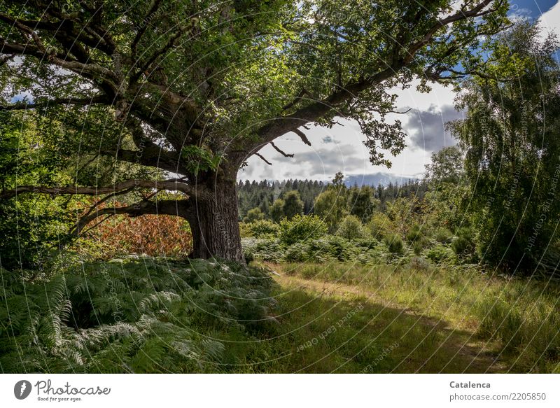 Sommerlandschaft mit Baum wandern Natur Landschaft Pflanze Wolken Gras Sträucher Tanne Eiche Wiese Feld Wald Wege & Pfade Duft genießen authentisch blau braun