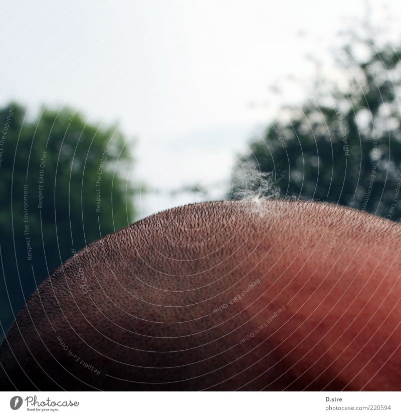 flauschig auf kratzig Haare & Frisuren Haut Mensch maskulin Mann Erwachsene Kopf 1 kurzhaarig Glatze Behaarung einzigartig mehrfarbig Pollen Samen Farbfoto