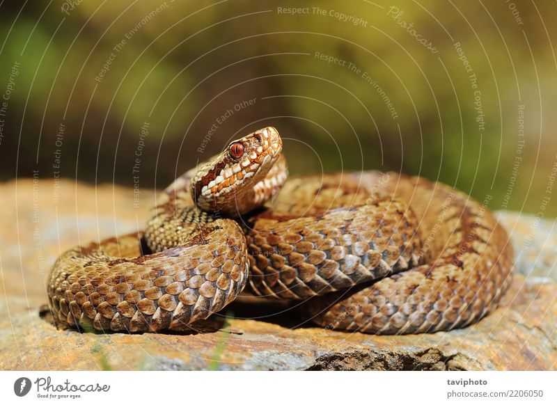 Europäische gekreuzte Viper auf Felsen schön Frau Erwachsene Natur Tier Wildtier Schlange wild braun grau Angst gefährlich Tierwelt Reptil Ottern Natter giftig