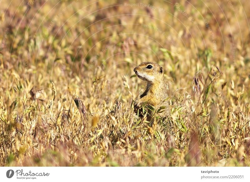 Europäischer Ziesel auf dem Gebiet schön Sommer Umwelt Natur Tier Gras Wiese Pelzmantel füttern sitzen stehen klein lustig natürlich niedlich wild braun grün