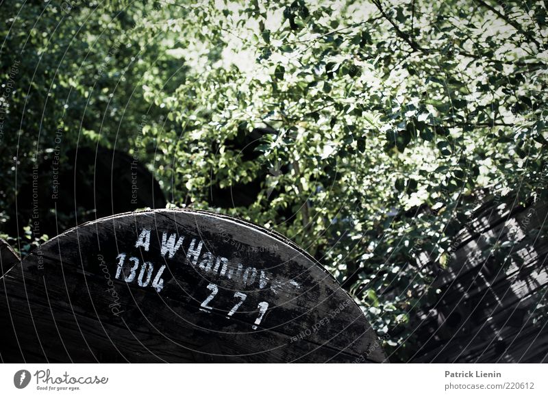 X Schienenverkehr alt trashig trist wild Wald Natur grün Farbfoto mehrfarbig Außenaufnahme Menschenleer Tag Licht Schatten Kontrast Schilder & Markierungen