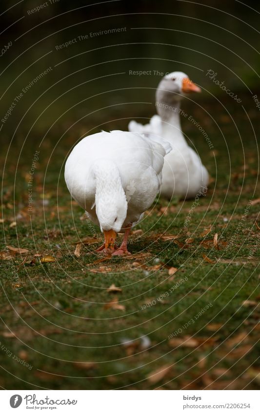 Gänse im Glück Landwirtschaft Forstwirtschaft Herbst Herbstlaub Wiese Nutztier Gans 2 Tier Tierpaar beobachten Fressen Zusammensein nachhaltig natürlich positiv