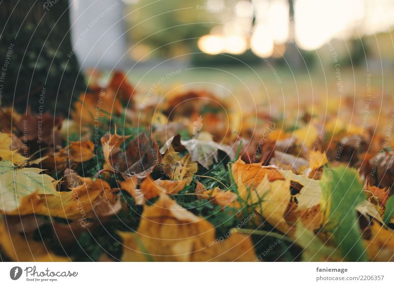 Herbstabend Umwelt Natur Baum Herbstlaub Blatt fallen Gras Wiese Sonnenuntergang Abendsonne herbstlich Spaziergang orange braun grün Bioprodukte natürlich