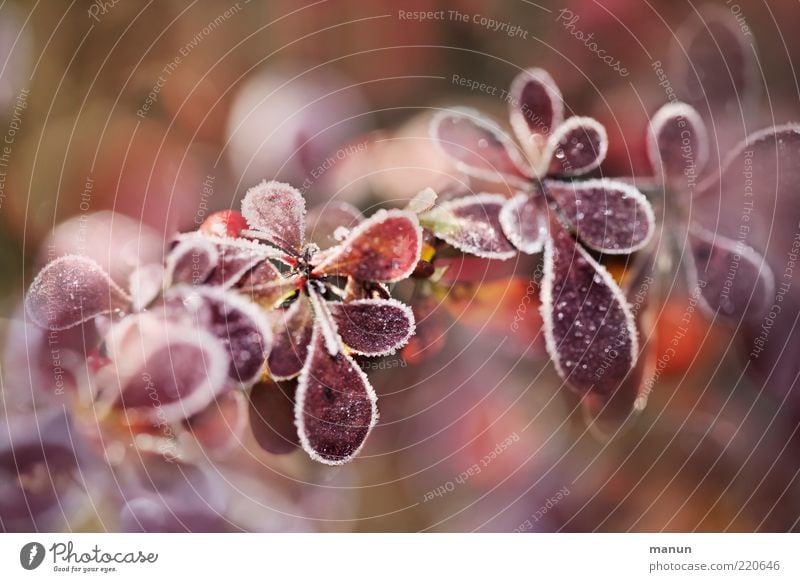 kalt Natur Herbst Eis Frost Pflanze Sträucher Blatt Herbstlaub herbstlich Herbstfärbung Raureif frieren frisch natürlich Originalität schön Wandel & Veränderung