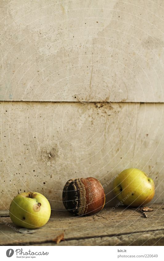 faul in der Sonne liegen Natur Sommer Herbst dehydrieren braun gelb Vergänglichkeit Wandel & Veränderung Apfel verfaulen Kompost Schimmelpilze Holz verdorben