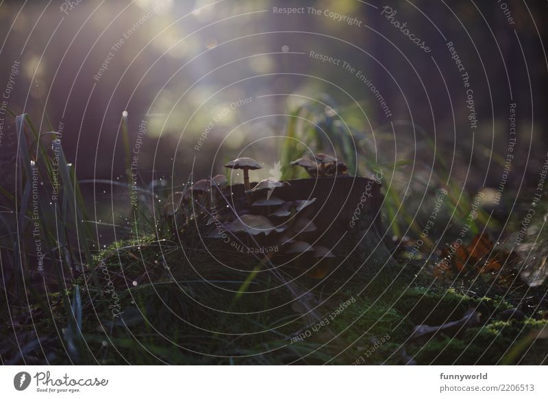 romantischer Pilz Natur Pflanze Erde Wassertropfen Sonnenlicht Herbst einzigartig Idylle Pilzhut Waldboden fantastisch Baumstumpf Symbiose Romantik klein winzig