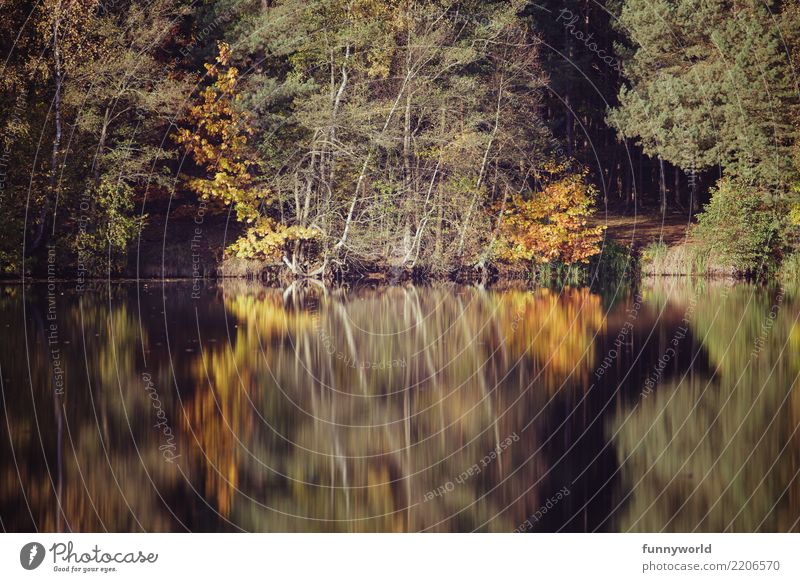 die Spiegelung Schönes Wetter Pflanze Baum Grünpflanze Park Seeufer ästhetisch Symmetrie Reflexion & Spiegelung Wald gelb Herbst Idylle Perspektive