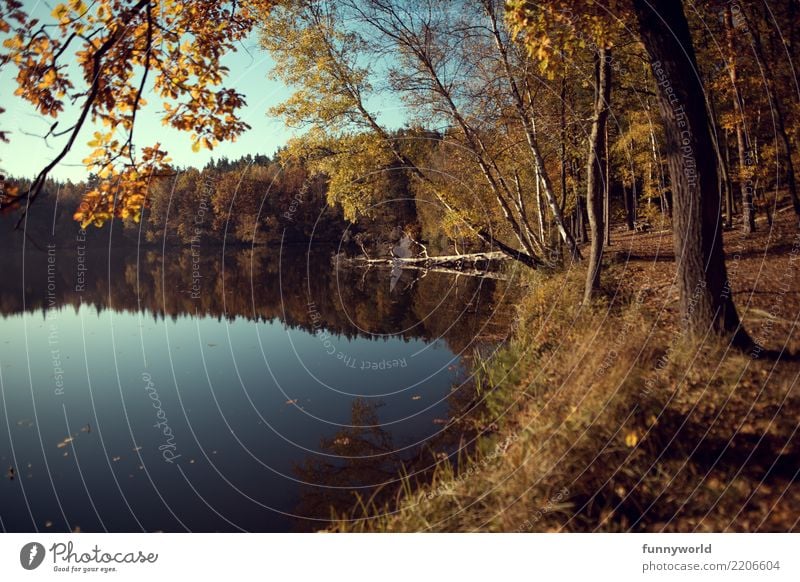 Am Ufer Ferien & Urlaub & Reisen Ausflug Umwelt Natur Landschaft Pflanze Erde Wasser Himmel Wolkenloser Himmel Sonnenlicht Herbst Baum Seeufer Zufriedenheit