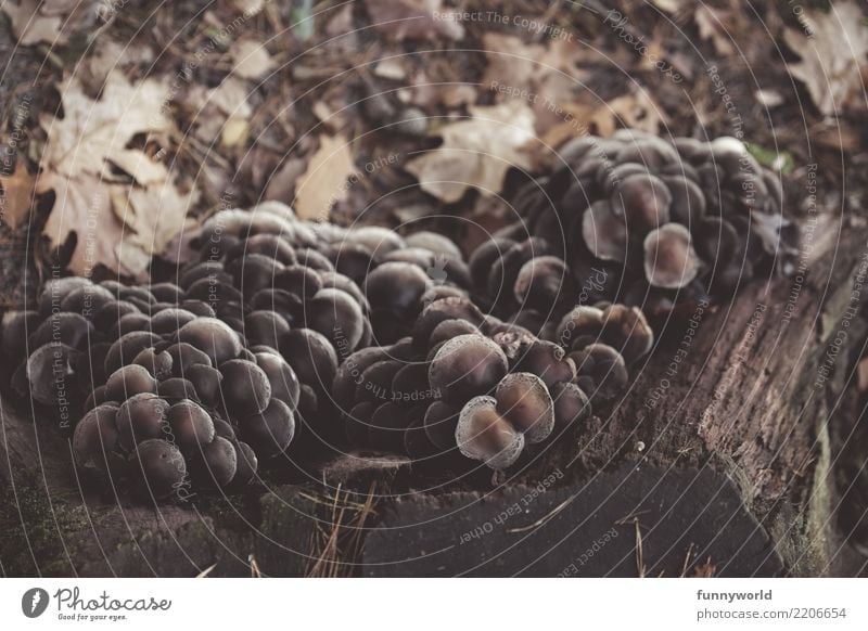 Pilzstadt von oben Umwelt Natur Pflanze Herbst Baum Wald Wachstum Symbiose Pilzhut Waldboden braun Gesellschaft (Soziologie) aufeinander Gruppenzwang