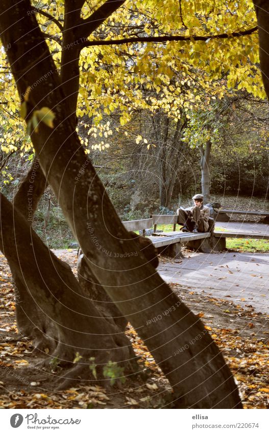 Northhampton Park lesen Bildung Student maskulin Natur Herbst Baum Blatt atmen lernen braun gelb gold Farbfoto Außenaufnahme Sonnenlicht herbstlich Pause