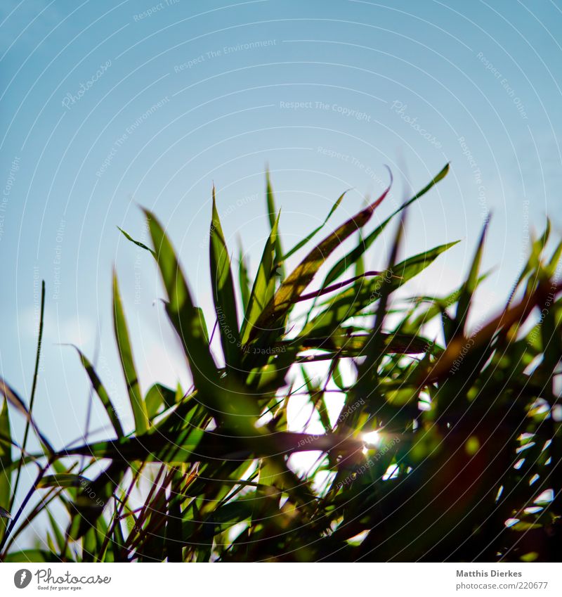 Sommergras Umwelt Natur ästhetisch Gras Gegenlicht Beleuchtung Froschperspektive Himmel Wiese frisch schön Schönes Wetter Farbfoto Außenaufnahme Menschenleer