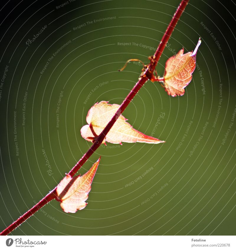 Herbstleuchten Umwelt Natur Pflanze Blatt hell nah natürlich Wilder Wein rot rotglühend Farbfoto mehrfarbig Außenaufnahme Nahaufnahme Textfreiraum links