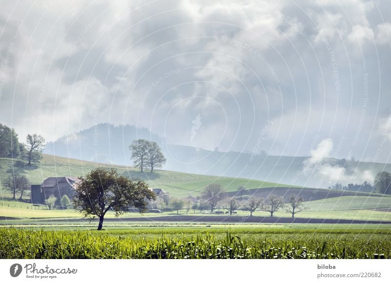 Bewölkt mit Sonnenschein Natur Landschaft Gewitterwolken Herbst Klima Wetter Unwetter Wind Sturm Nebel Regen Wiese Feld grau grün Stimmung bedrohlich Baum HDR