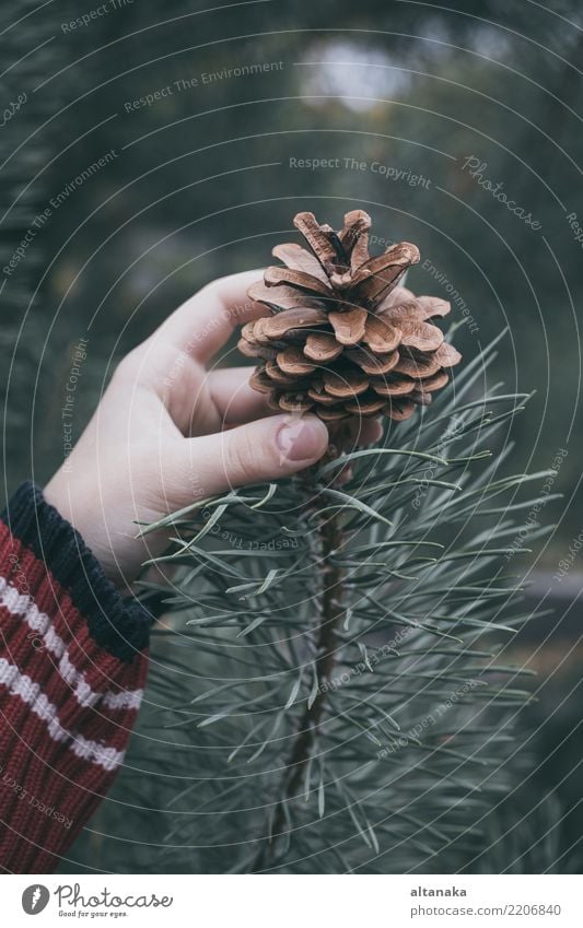 Tannenzapfen in der Hand des Teenagers. Lifestyle Design Winter Dekoration & Verzierung Feste & Feiern Weihnachten & Advent Silvester u. Neujahr Mensch Frau