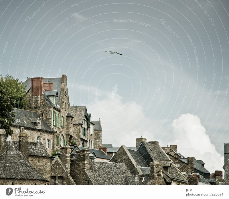 vogelperspektive Himmel Wolken Baum Stadt Altstadt Haus Fassade Fenster Dach Schornstein Sehenswürdigkeit Insel Mont-Saint-Michel Vogel Möwe 1 Tier alt hoch