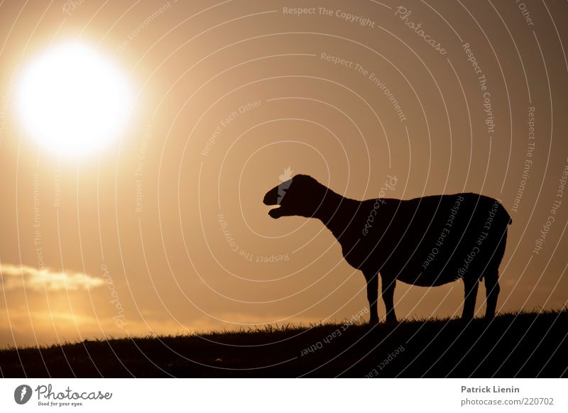 Schwarzes Schaf Umwelt Natur Urelemente Luft Himmel Wolken Sonne Sonnenaufgang Sonnenuntergang Sonnenlicht Wetter Schönes Wetter Hügel Tier Nutztier 1