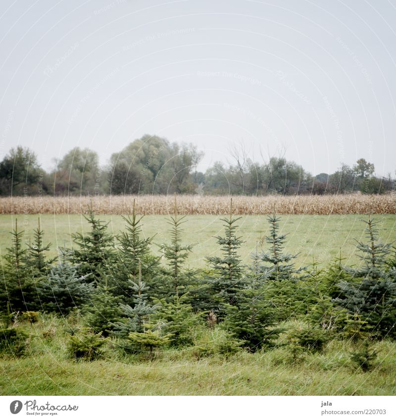 baumschule Umwelt Natur Landschaft Himmel Pflanze Baum Gras Grünpflanze Feld blau grün Tanne Farbfoto Außenaufnahme Menschenleer Textfreiraum oben Tag