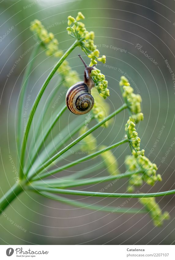 Ein Schneckchen an Fenchel Natur Pflanze Tier Herbst Blüte Fenchelblüte Garten Schnecke Schnirkelschnecke 1 Fressen hängen klein schleimig braun gelb grün